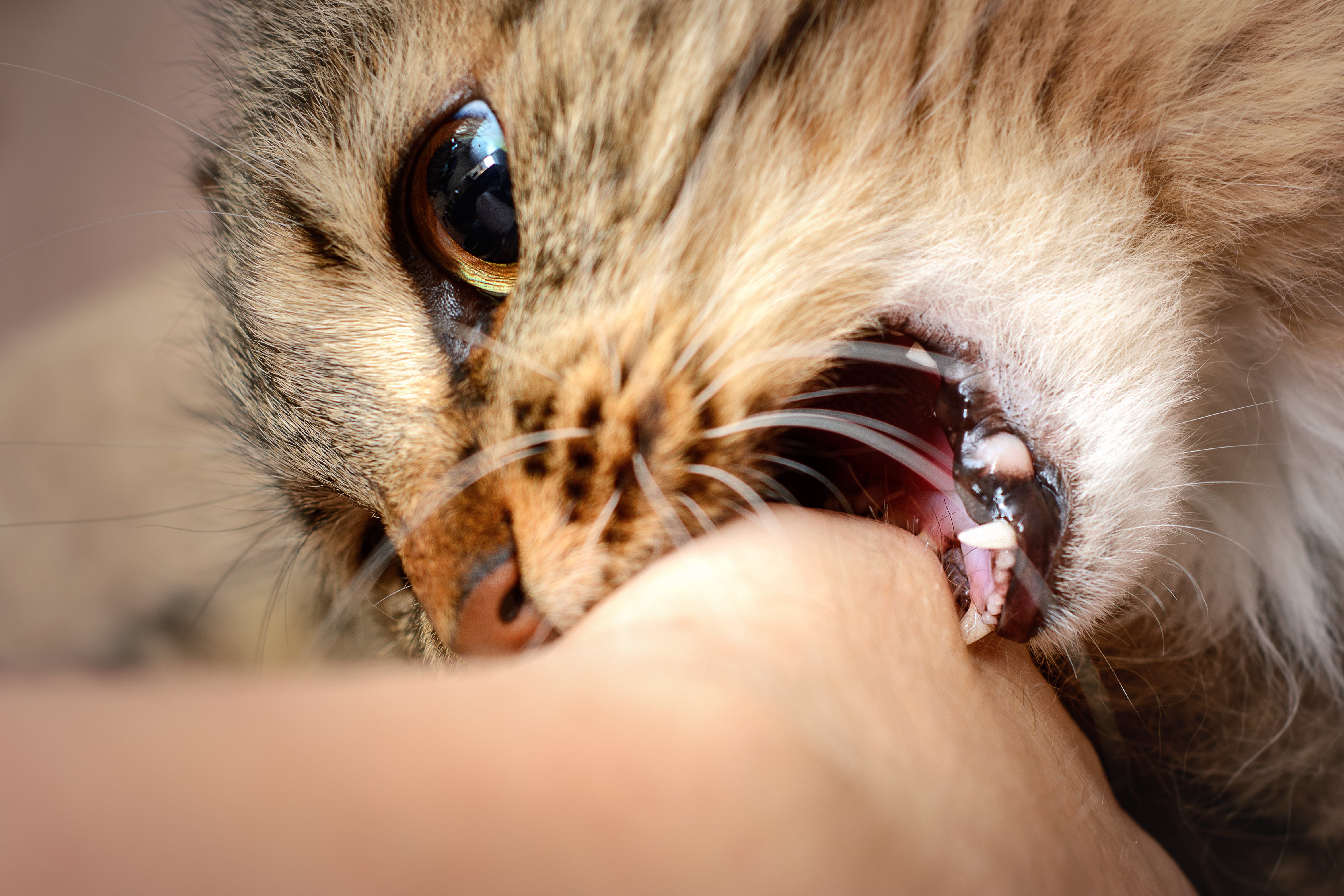À votre avis, Méo estil un chat agressif ? Chat Vie et Santé