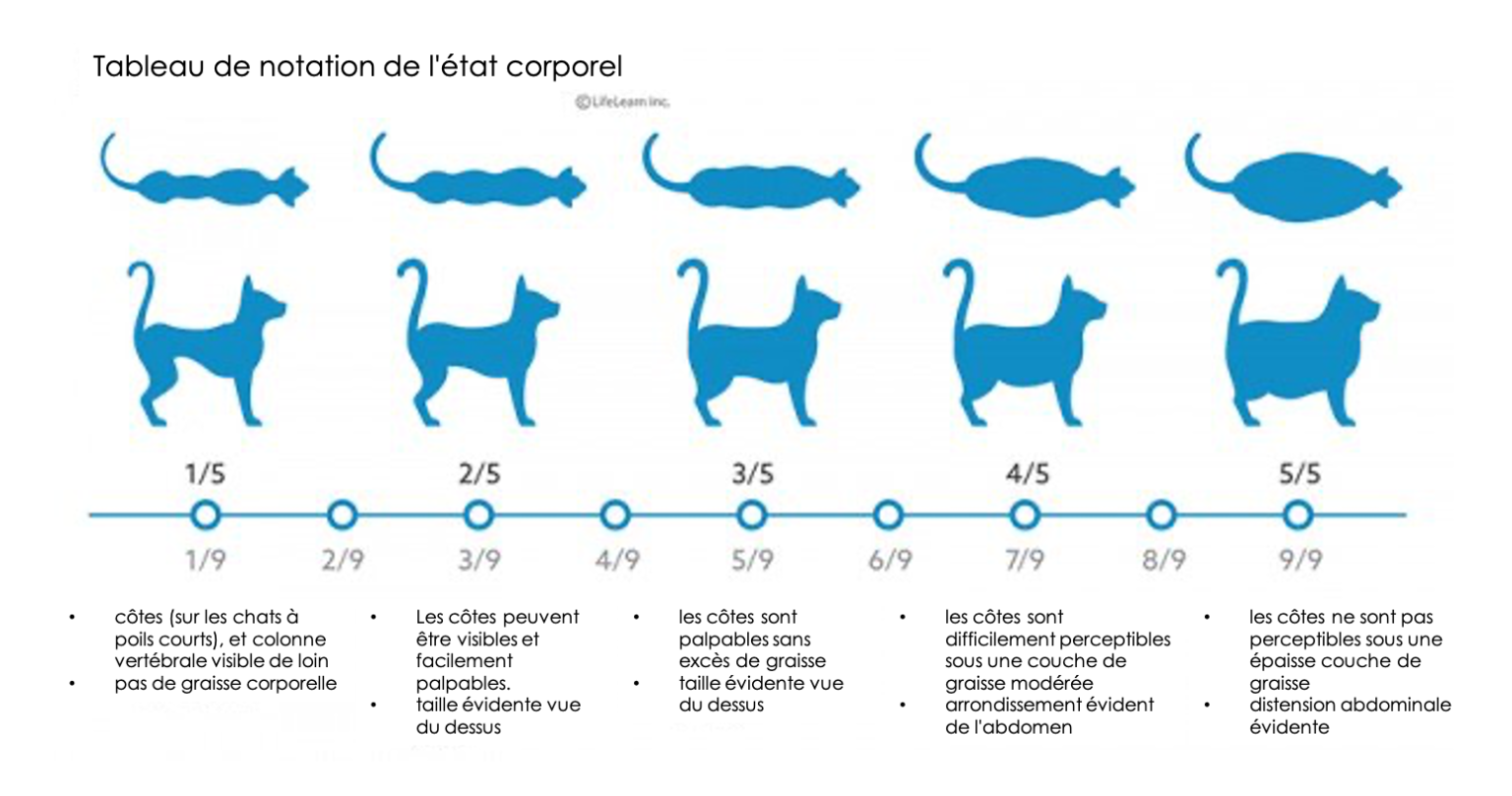Surpoids et obésité 1 chat sur 2 est touché Chat Vie et Santé