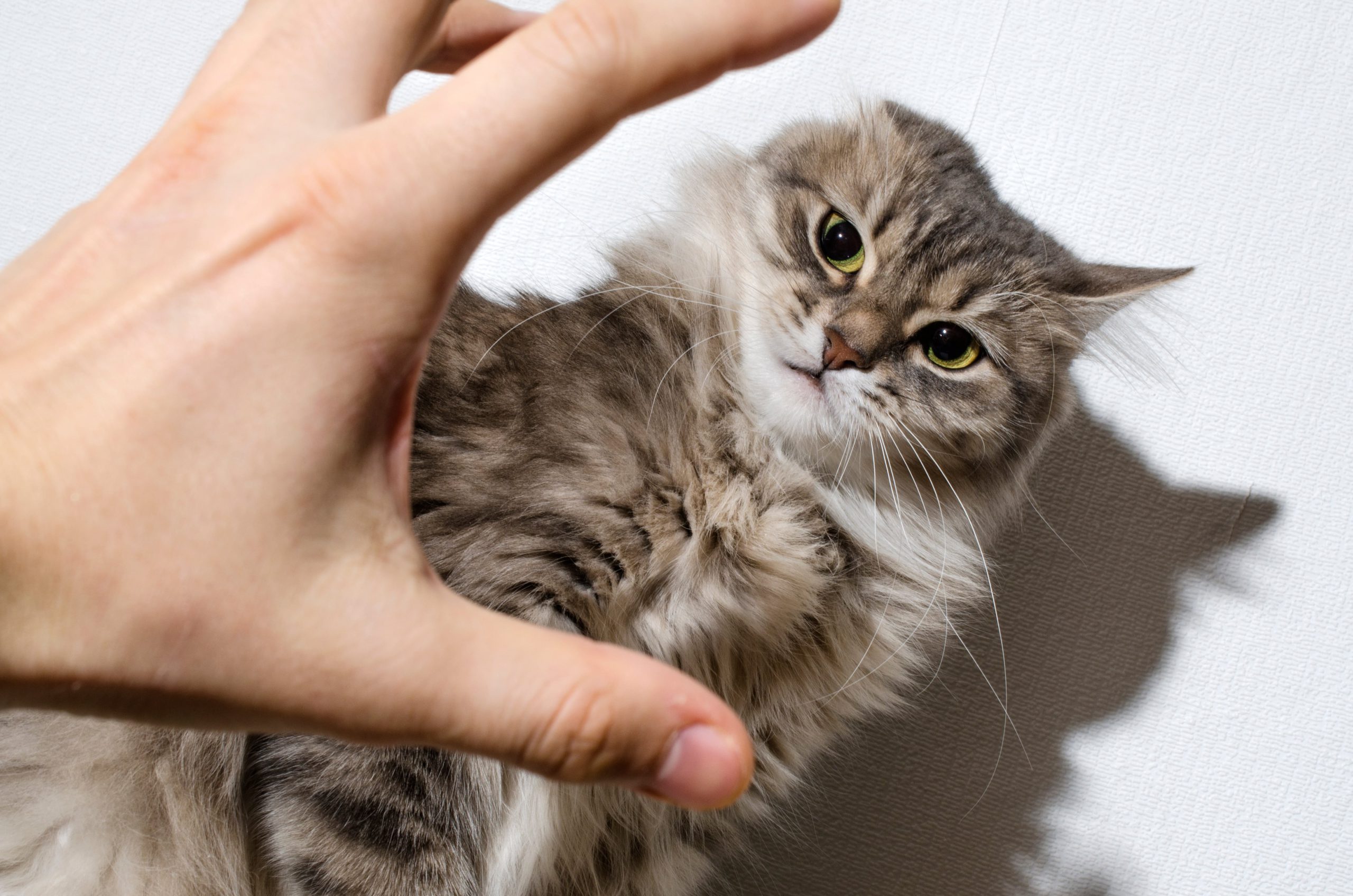 Ne Frappe Pas Ton Chat Du Moins Pas Avec Un Baton Chat Vie Et Sante
