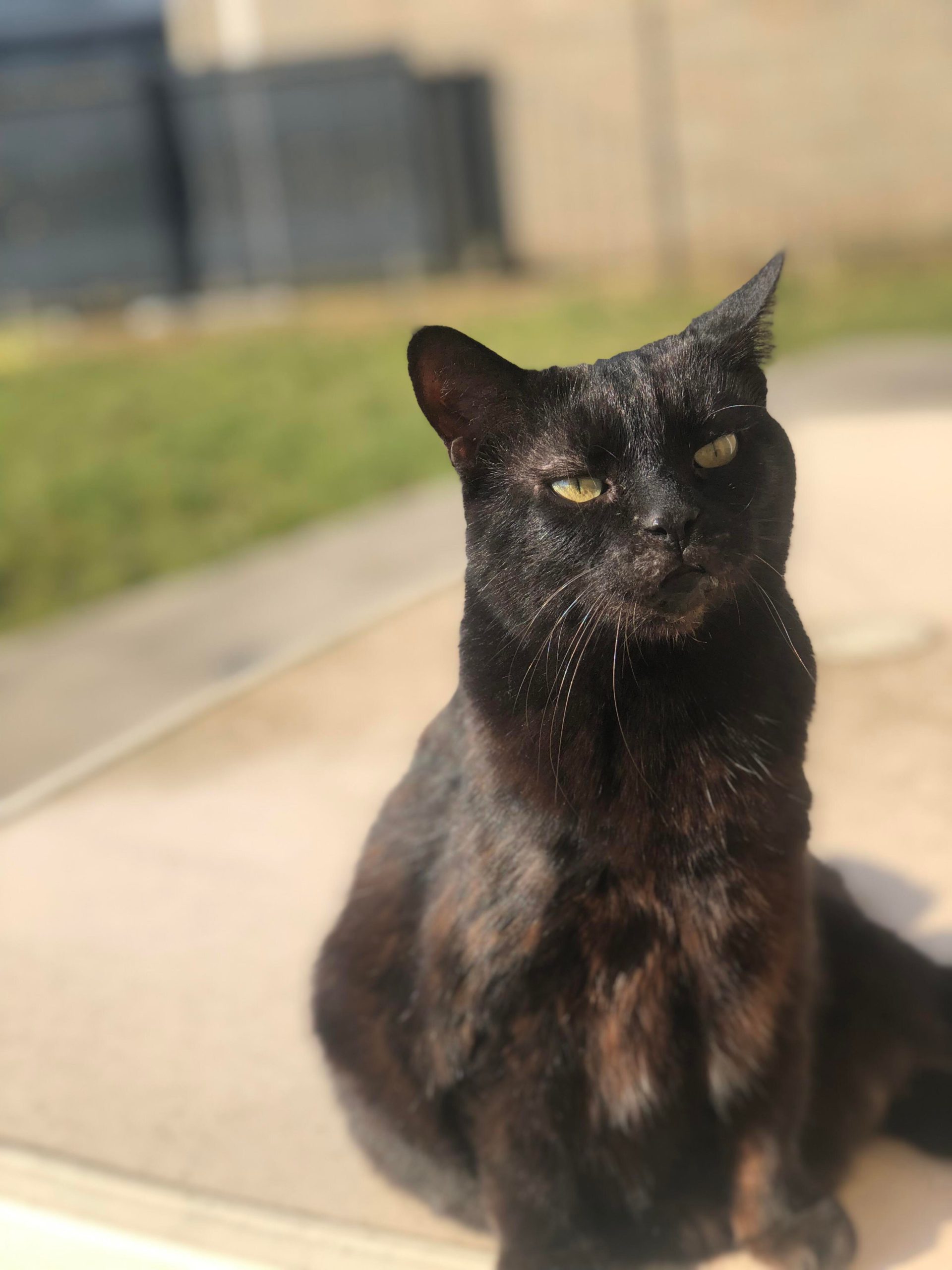 Gipsy a la peau du ventre qui pend Chat Vie et Santé