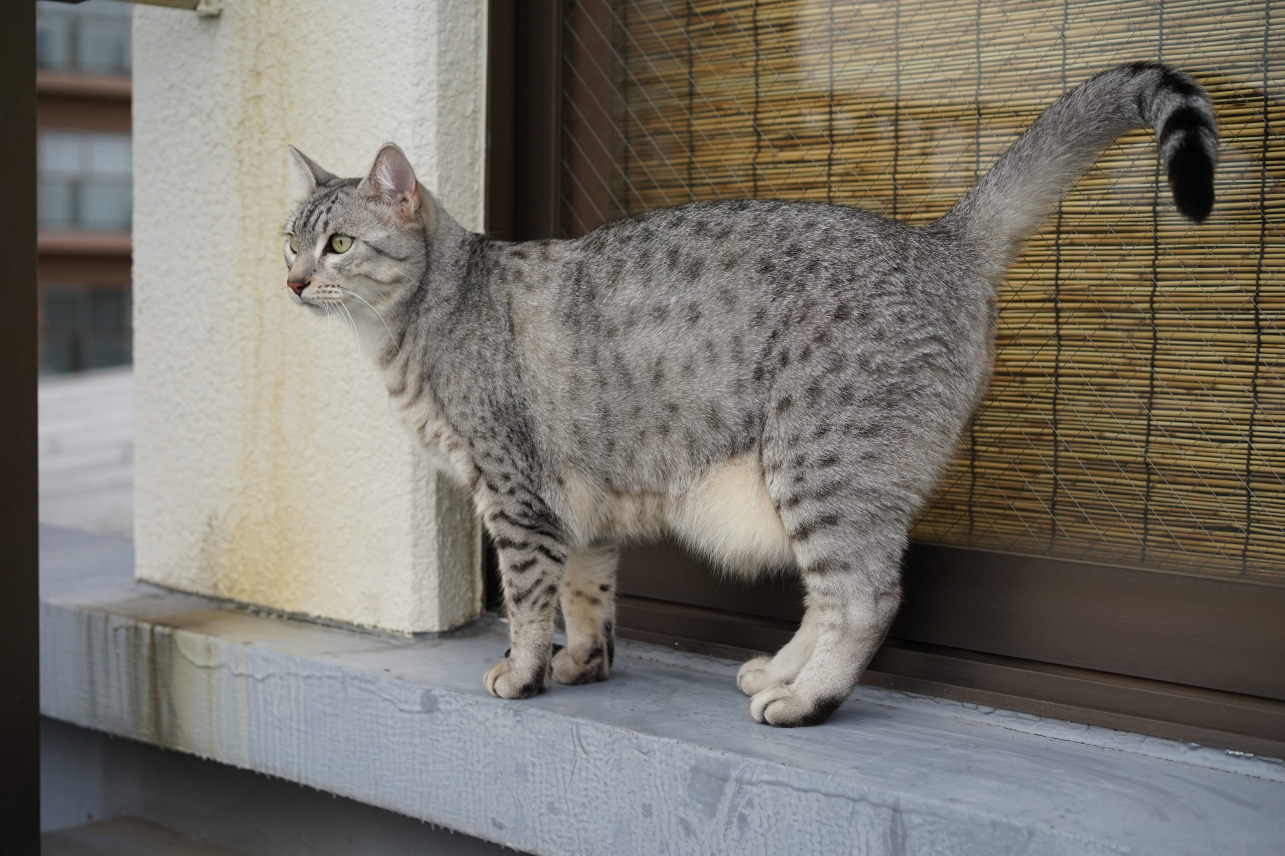 Gipsy a la peau du ventre qui pend Chat Vie et Santé